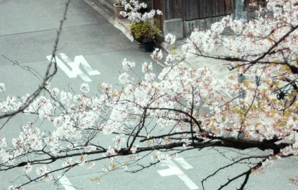 道路で咲く桜